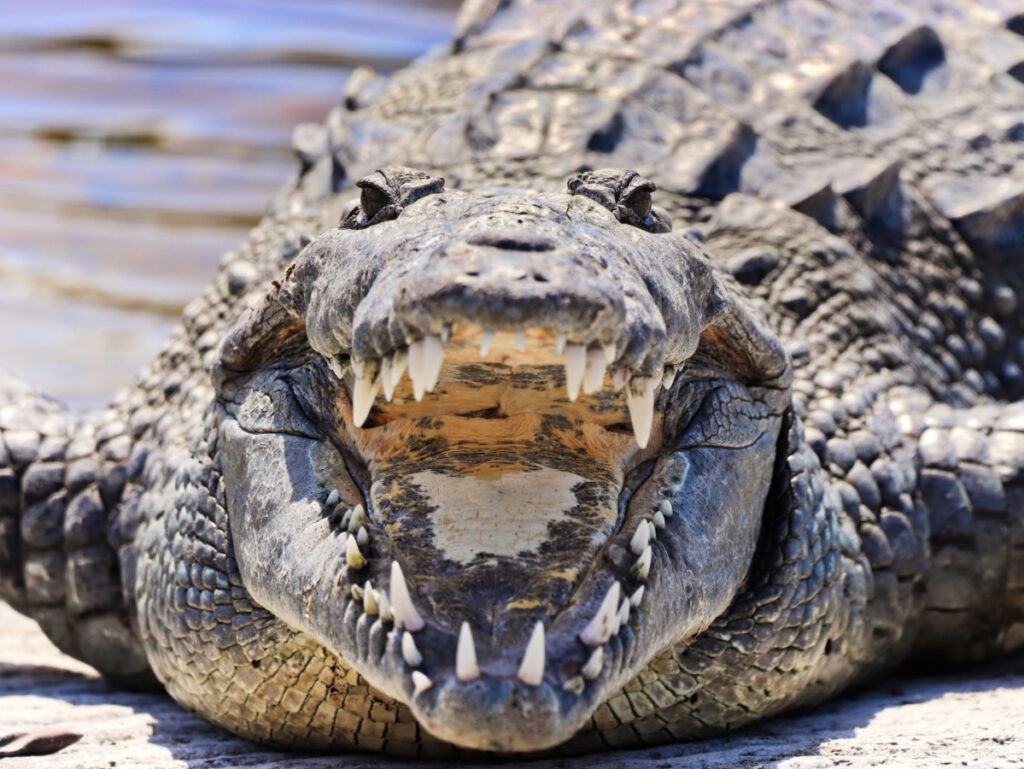 Crocodile at Flamingo Everglades National Park Florida 7
