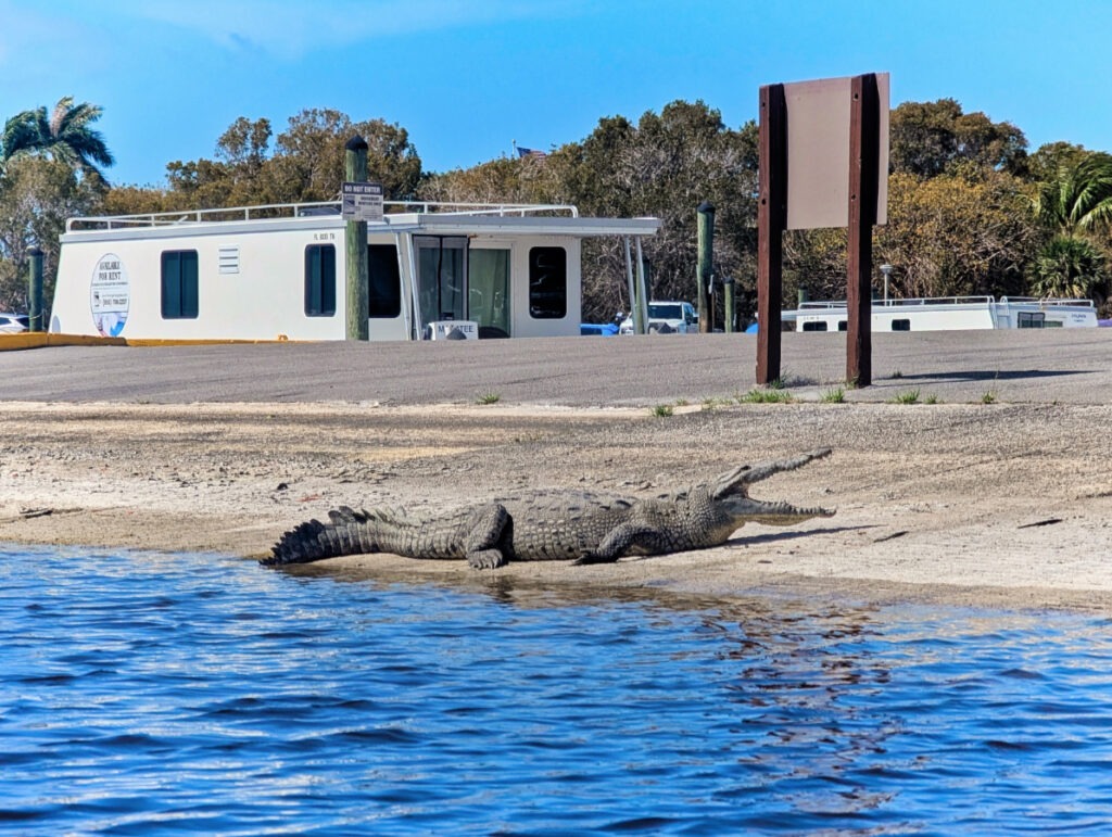 Crocodile on boat launch at Flamingo Everglades National Park Florida 2