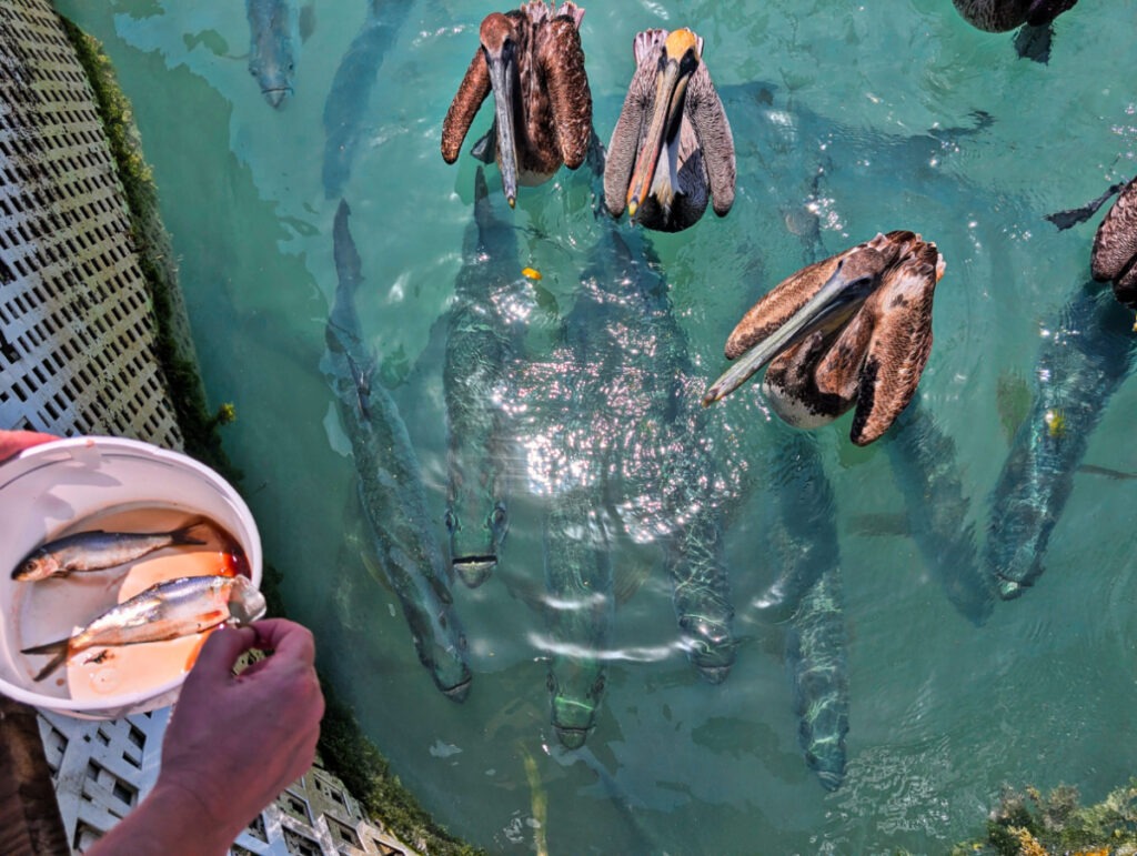 Feeding the tarpon at Robbies of Islamorada Florida Keys 3