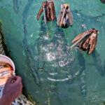 Feeding the tarpon at Robbies of Islamorada Florida Keys 3