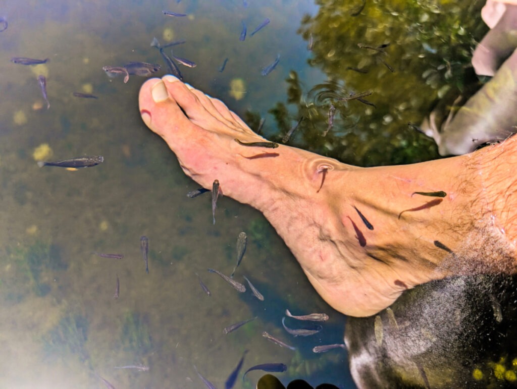 Fish Pedicure at Crane Point Hammock Preserve Marathon Florida Keys 1