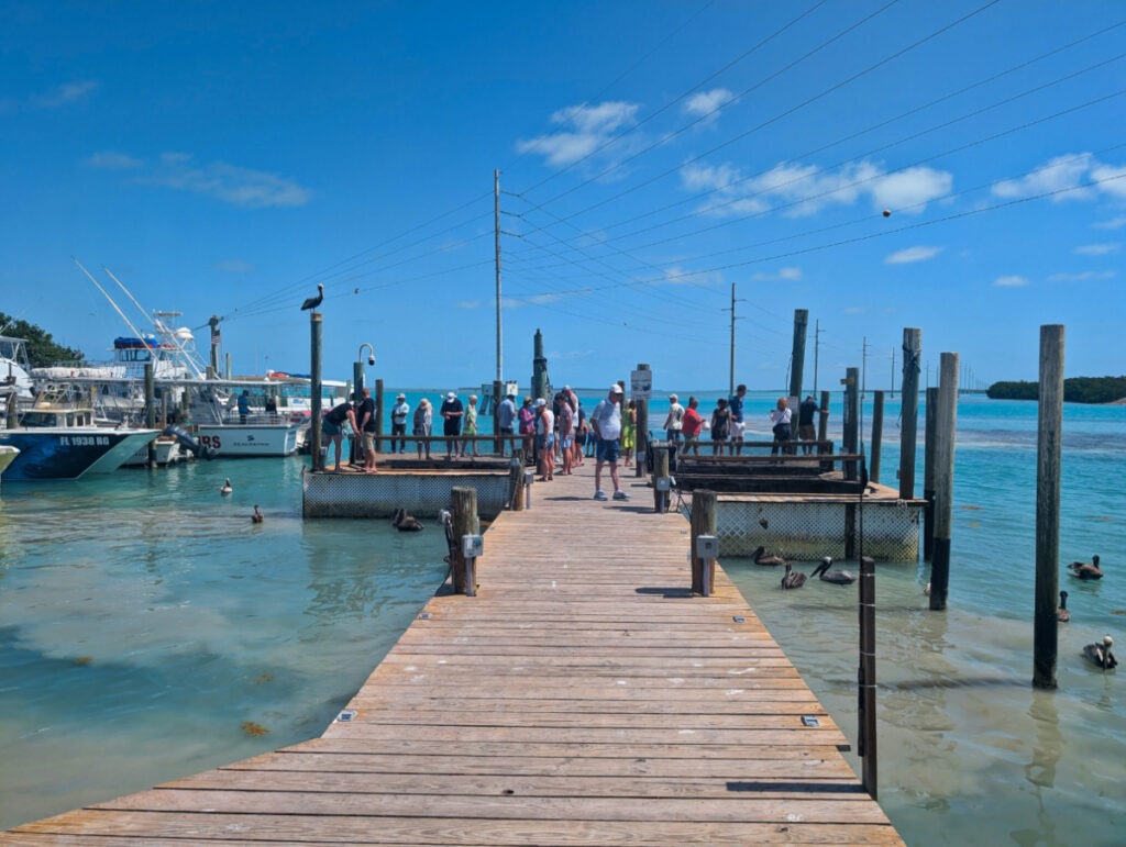 Pelicans and tarpon at Robbies of Islamorada Florida Keys 2