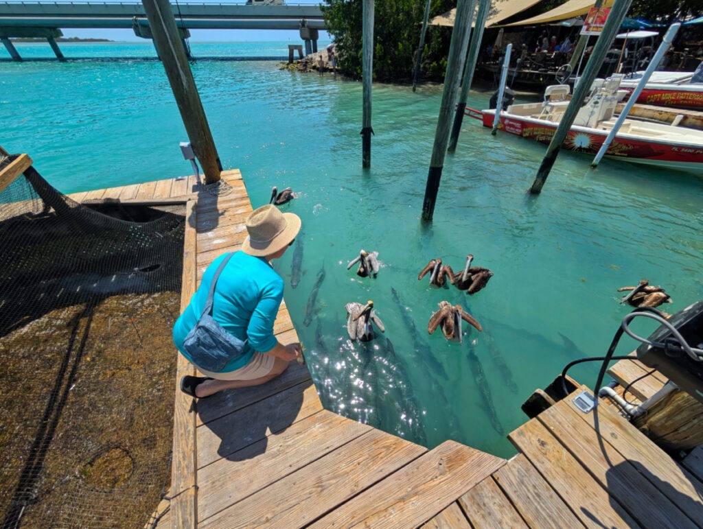 Pelicans and tarpon at Robbies of Islamorada Florida Keys 3