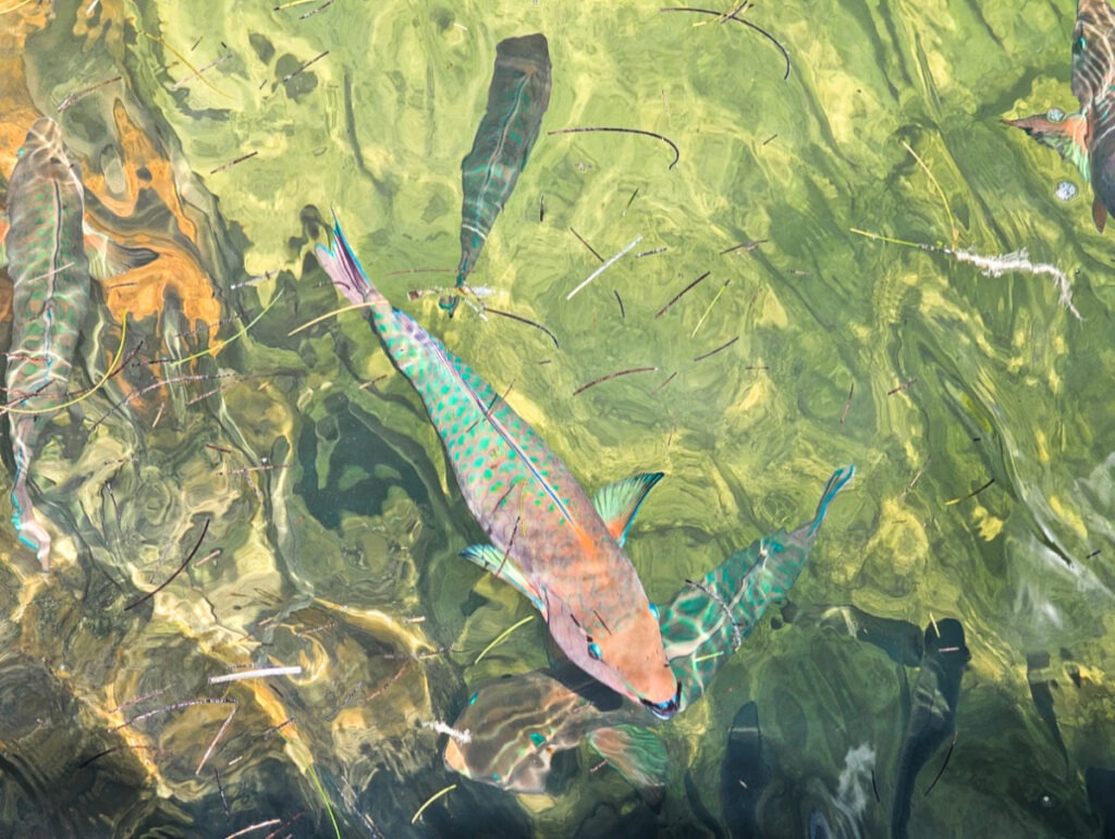 School of Parrotfish at Crane Point Hammock Preserve Marathon Florida Keys 1