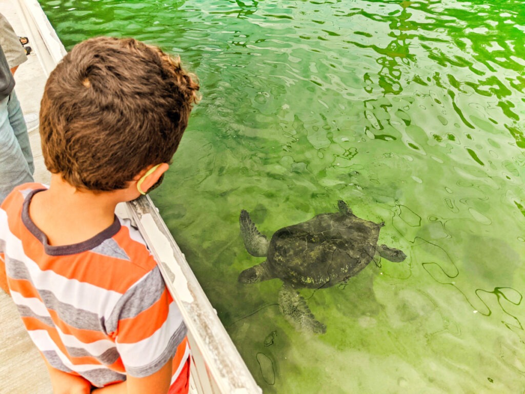 Taylor Family at Turtle Hospital Marathon Florida Keys 2020 6