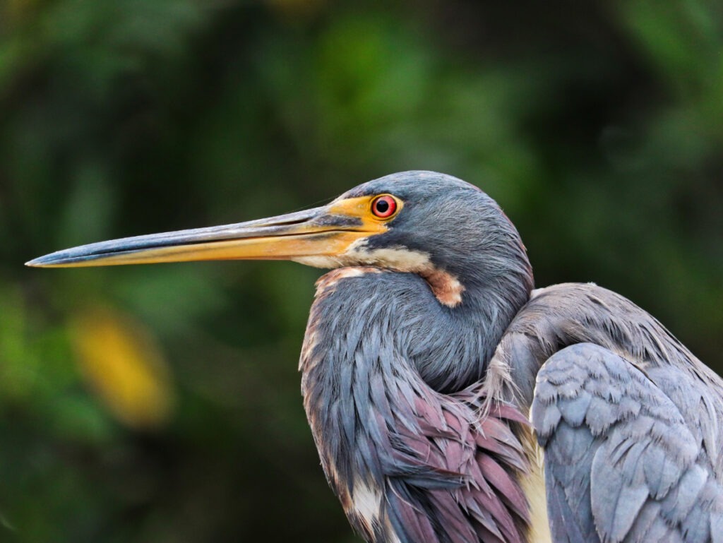 Tricolored Heron from Flamingo Backcountry Boat Tour Everglades National Park Florida 1