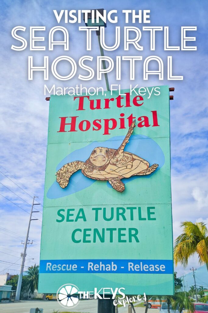 Visiting the Marathon Sea Turtle Hospital is a must-do as you travel through the Florida Keys. Learning about these amazing creatures and seeing them up close as they go through rehabilitation and release is fascinating, and very special with kids.