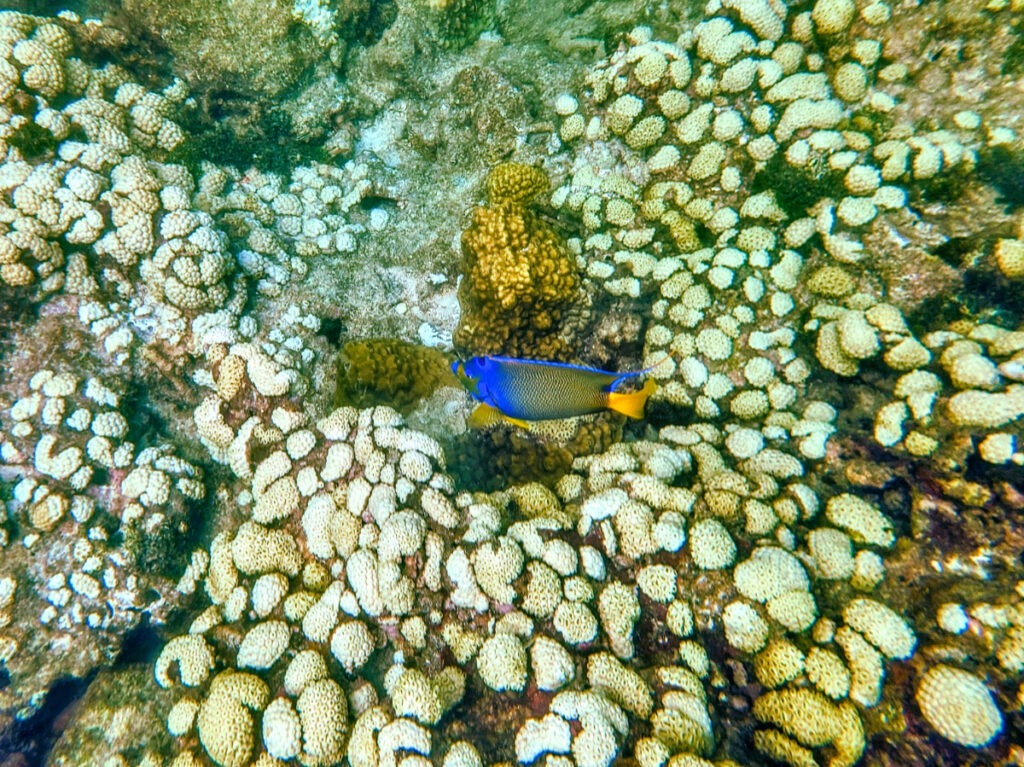 Blue Angelfish with Captain Hooks Looe Key Reef Snorkeling Big Pine Key Florida Keys 1