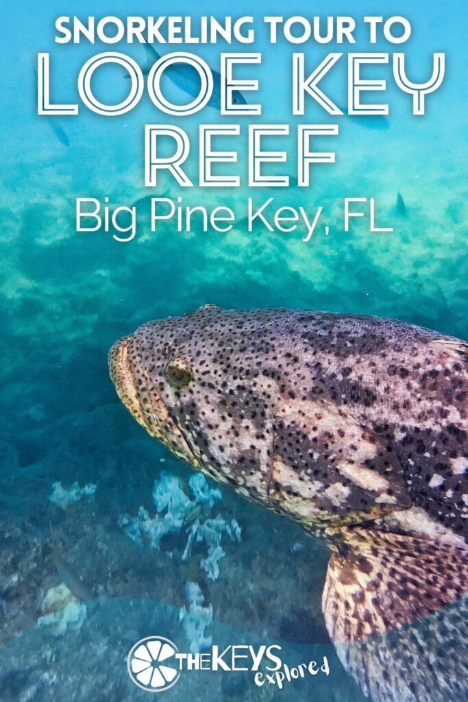Snorkeling Looe Key Reef with Captain Hook's from Big Pine Key is one of the more unusual wildlife tours you can plan in the Lower Keys. See what makes Looe Key Reef special and our tips for having a great experience out on the water.