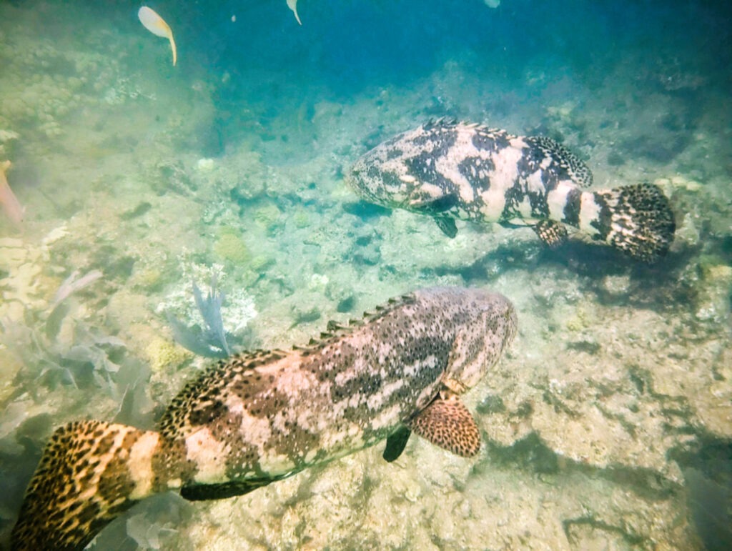 Two Goliath Groupers with Captain Hooks Looe Key Reef Snorkeling Big Pine Key Florida Keys 1