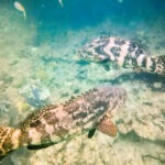 Two Goliath Groupers with Captain Hooks Looe Key Reef Snorkeling Big Pine Key Florida Keys 1