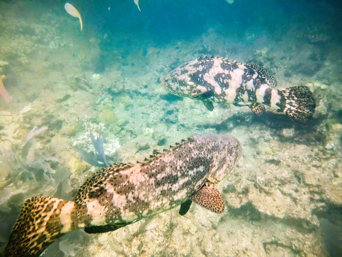 Snorkeling Looe Key Reef with Captain Hook’s from Big Pine Key
