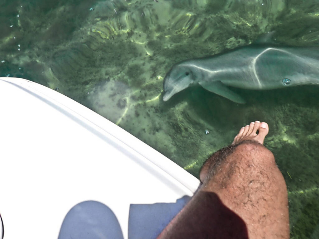 Pod of Dolphins in Backwaters Sandbar with Island to Island Charters Key West Florida Keys 4