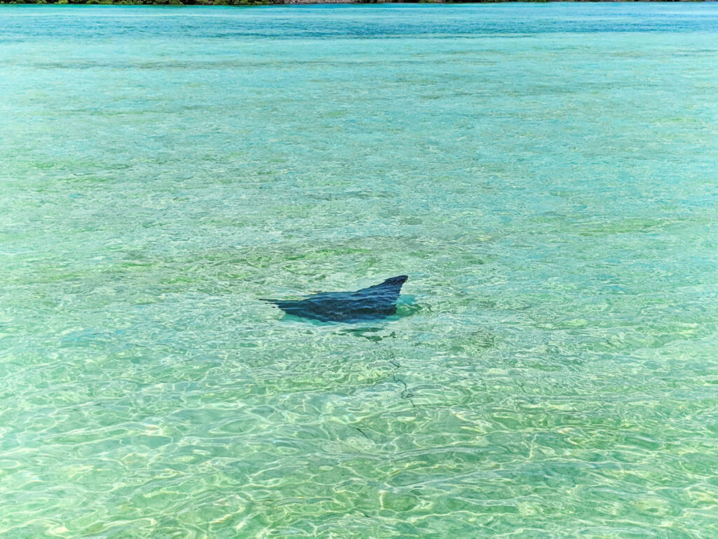 Spotted Eagle Ray in Backwaters Sandbar with Island to Island Charters Key West Florida Keys 2