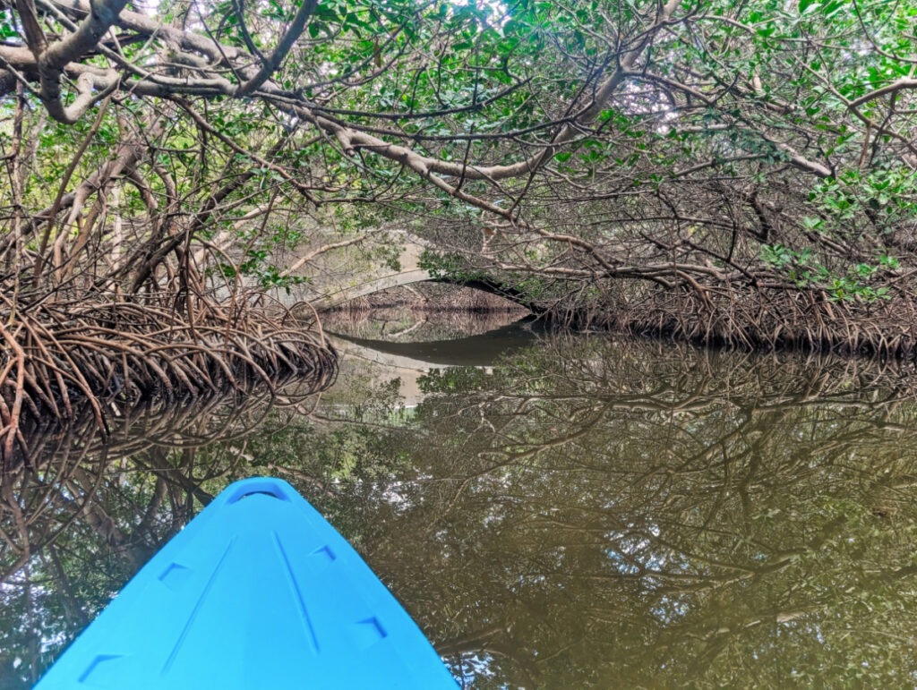 Kayaking through mangroves at Curry Hammock State Park Marathon Florida Keys 1