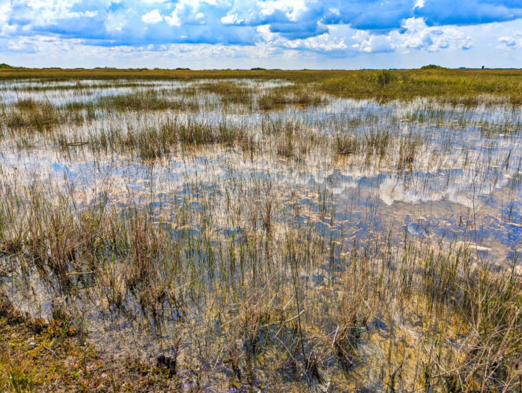 River of Grass at Shark Valley Everglades National Park Florida 1