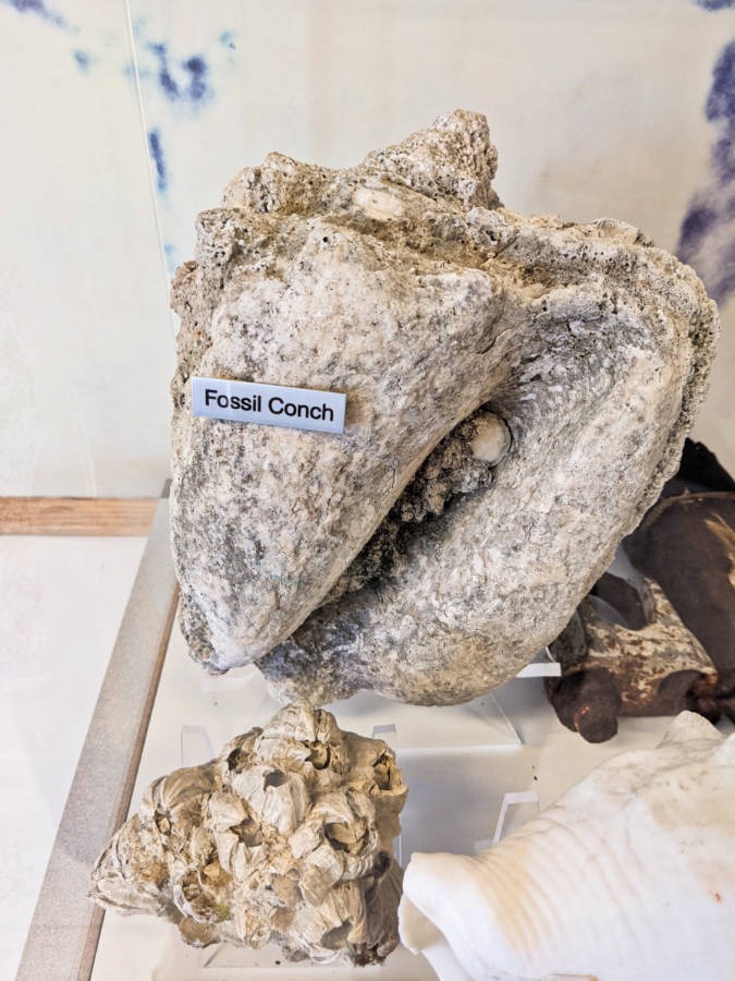 Fossilized Conch at Windley Key Fossil Reef State Park Islamorada Florida Keys 1