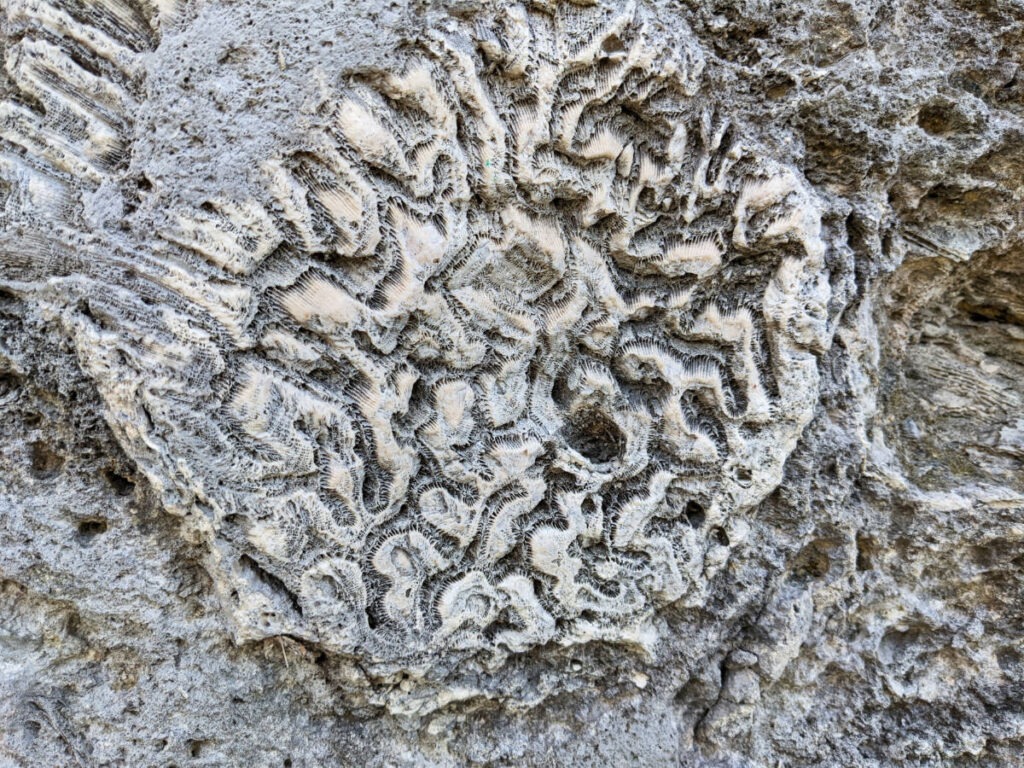 Fossilized coral at Windley Key Fossil Reef State Park Islamorada Florida Keys 1