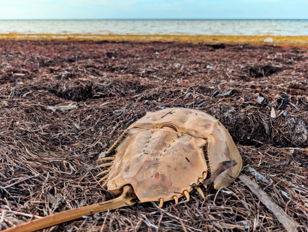 Horseshoe Crab on beach at Long Key State Park Middle Keys Florida Keys 1