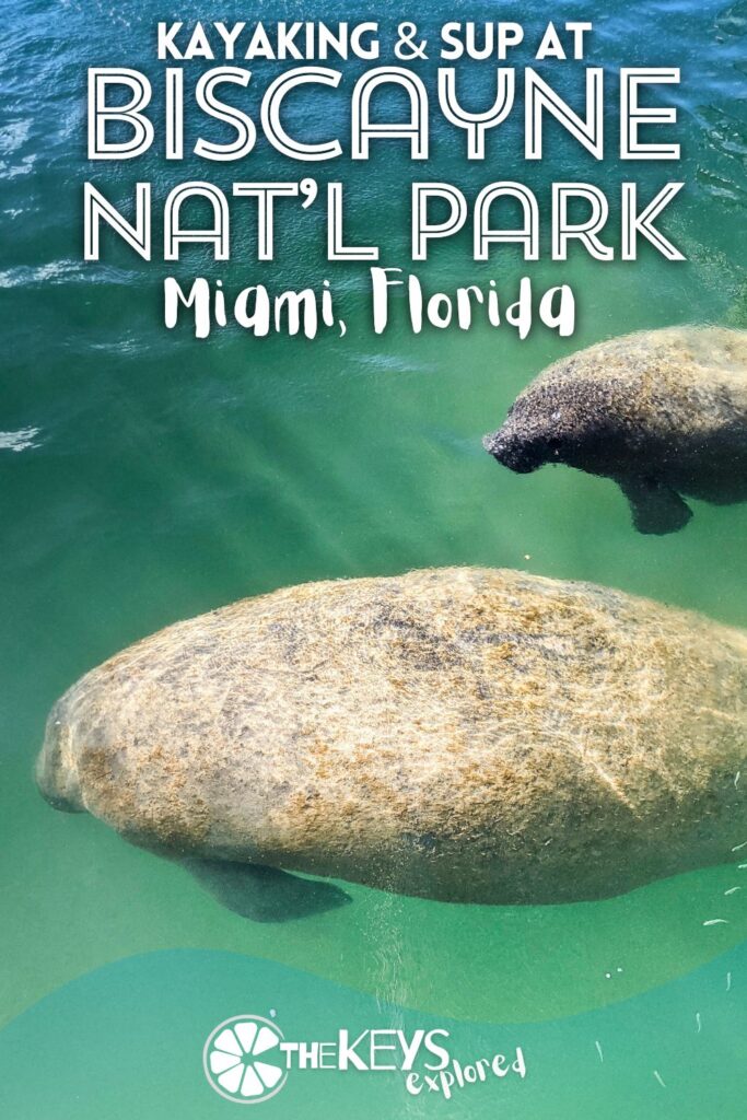 Kayaking in Biscayne National Park is one of the best ways to enjoy the wildlife and scenery here. Whether you've brought your own gear or if you're a part of a kayak tour from the Biscayne Institute, it's worth adding this to your trip to the Florida Keys.