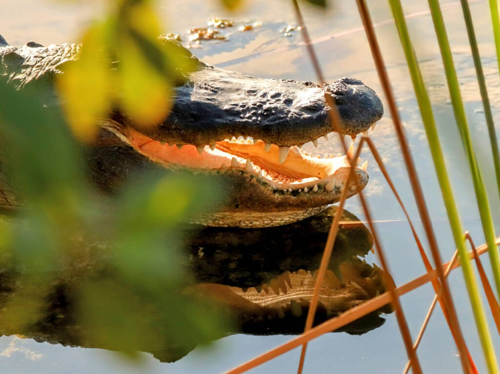 Alligator at Blue Hole Key Deer Refuge Big Pine Key Lower Florida Keys 6