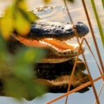 Alligator at Blue Hole Key Deer Refuge Big Pine Key Lower Florida Keys 6