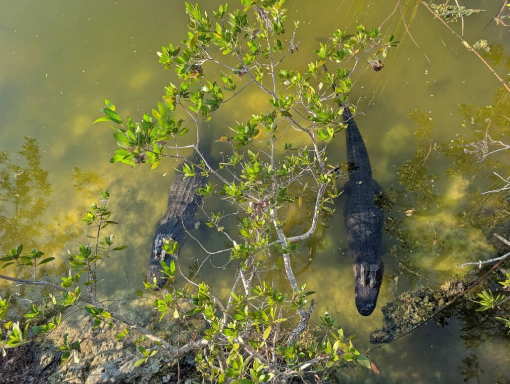 Alligators at Blue Hole Key Deer Refuge Big Pine Key Lower Florida Keys 1