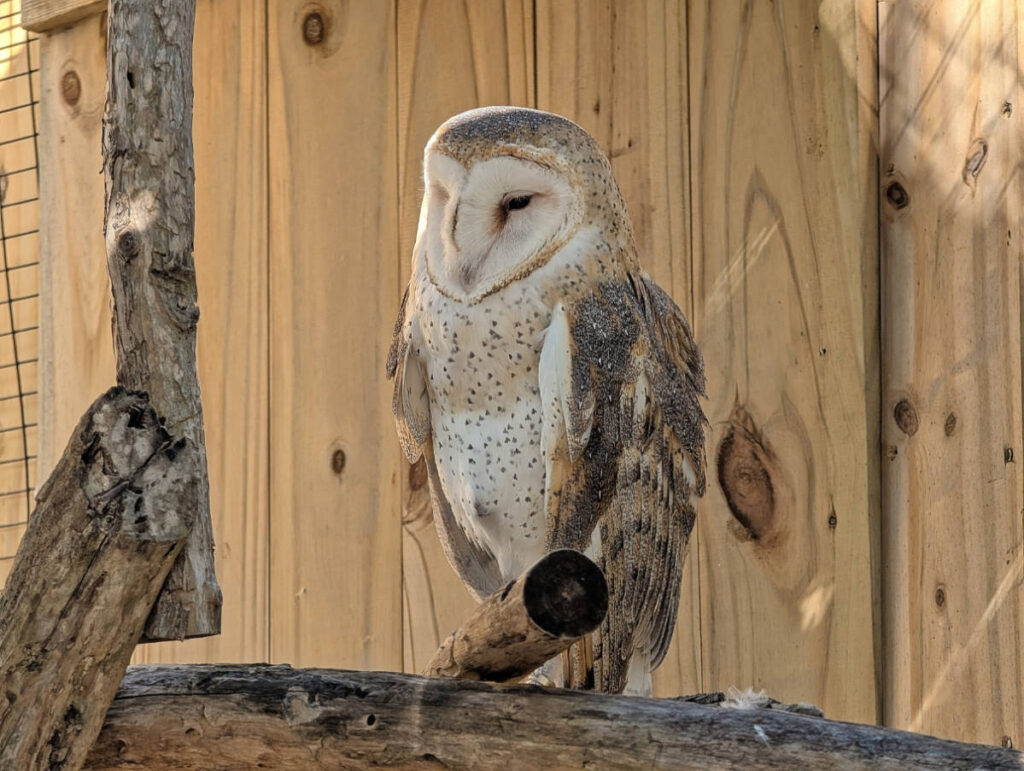 Barn Owl at Florida Keys Wild Bird Center Laura Quinn Wild Bird Sanctuary Key Largo Florida Keys 1