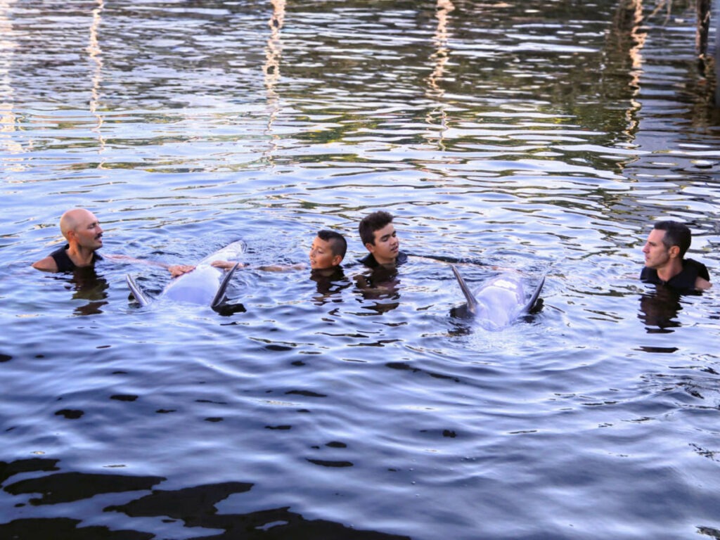 Full Taylor Family swimming with dolphins at Dolphin Life Key Largo 1