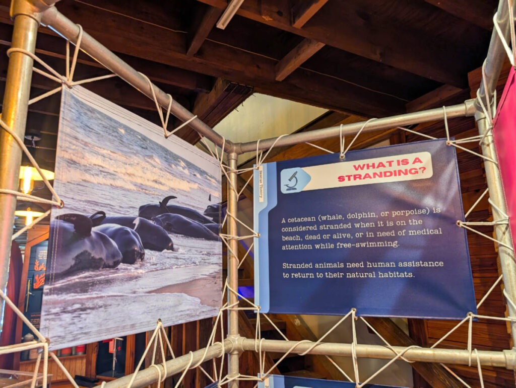 Museum at Dolphin Life Mammal Rescue Hospital Islamorada Florida Keys 2