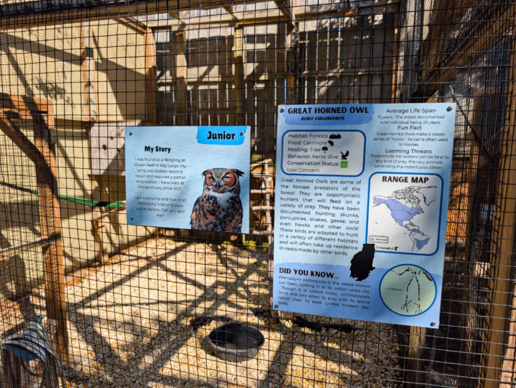 Rescued Bird story at Florida Keys Wild Bird Center Laura Quinn Wild Bird Sanctuary Key Largo Florida Keys 1