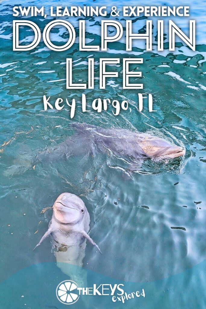 Dolphin Life Key Largo changed our whole view of dolphin interactions and working with marine mammals. From our tour of the facilities and learning about enrichment to getting to spend time in the water with dolphins, see what a day at Dolphin Life is like and how it might impact you during your visit to the Florida Keys.