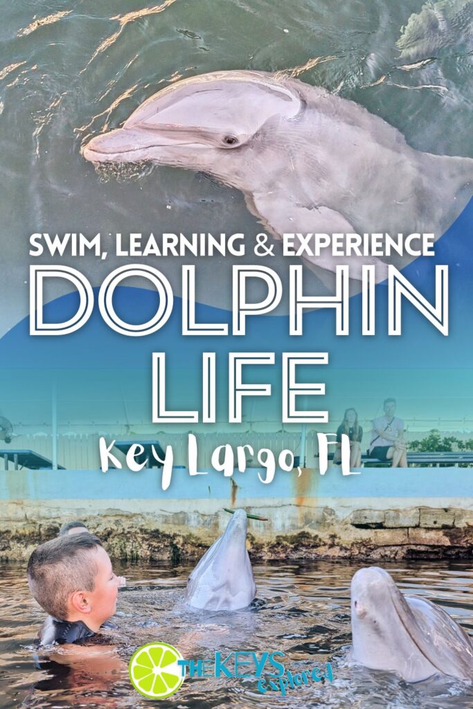 Dolphin Life Key Largo changed our whole view of dolphin interactions and working with marine mammals. From our tour of the facilities and learning about enrichment to getting to spend time in the water with dolphins, see what a day at Dolphin Life is like and how it might impact you during your visit to the Florida Keys.