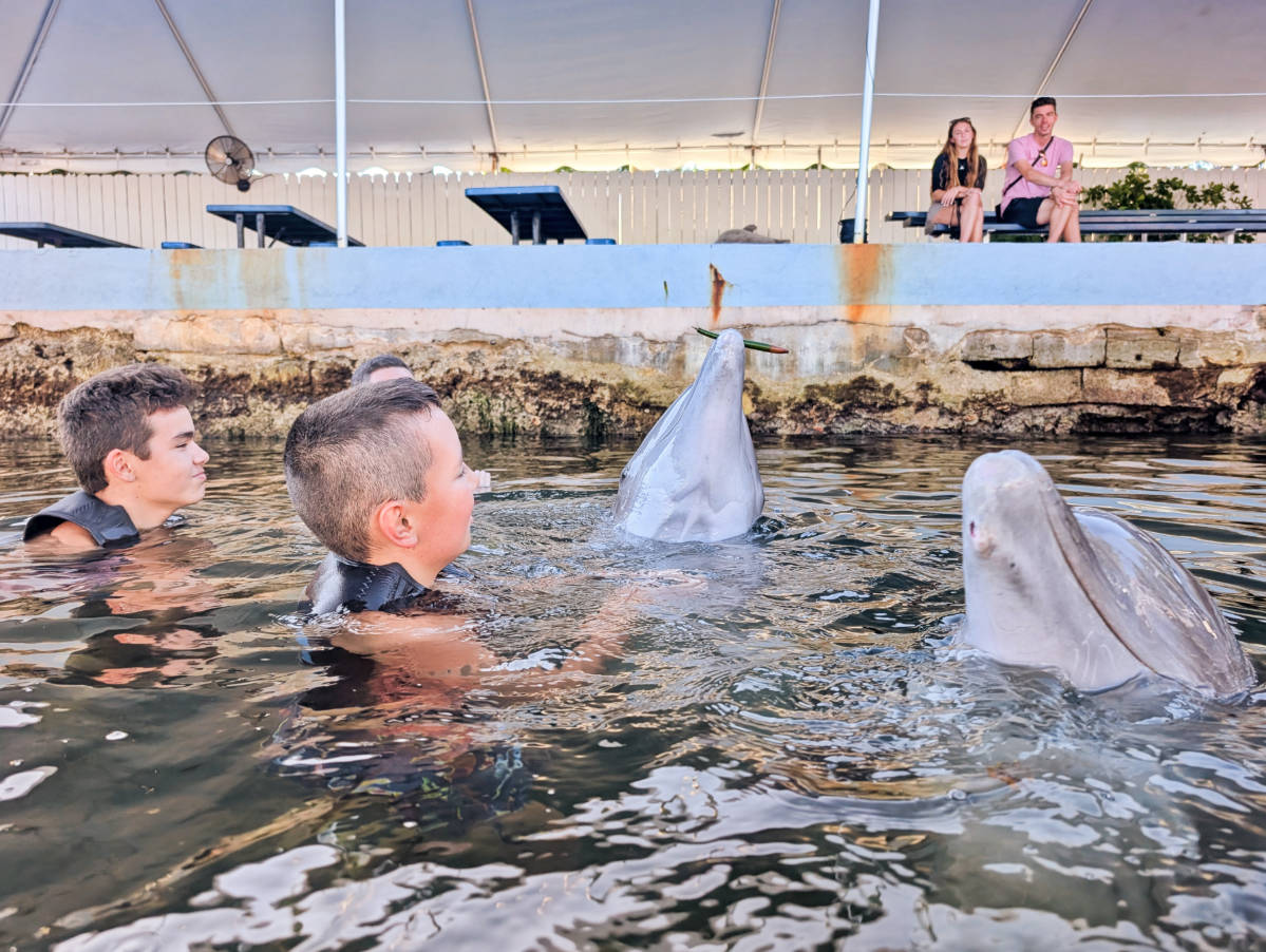 Dolphin Life Key Largo: a New Perspective on Dolphin Swims and Tours