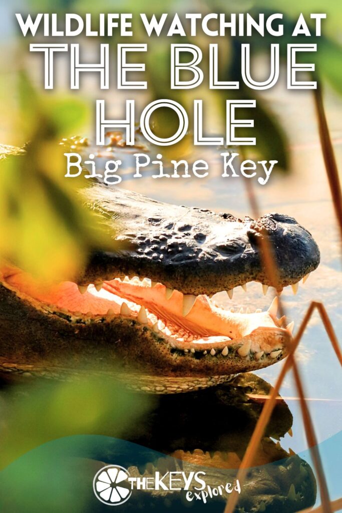 The Blue Hole on Big Pine Key is one of the most unique features in the Florida Keys. The largest body of fresh water in the Keys, see just what you'll find at the Blue Hole. It's a great spot for wildlife watching, but you might not expect what it is you'll see here. HINT: it's a big reptile, but it doesn't belong in the Lower Keys...