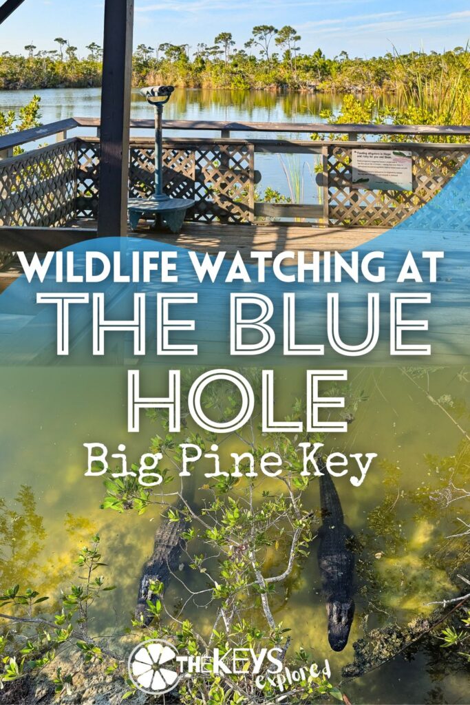 The Blue Hole on Big Pine Key is one of the most unique features in the Florida Keys. The largest body of fresh water in the Keys, see just what you'll find at the Blue Hole. It's a great spot for wildlife watching, but you might not expect what it is you'll see here. HINT: it's a big reptile, but it doesn't belong in the Lower Keys...