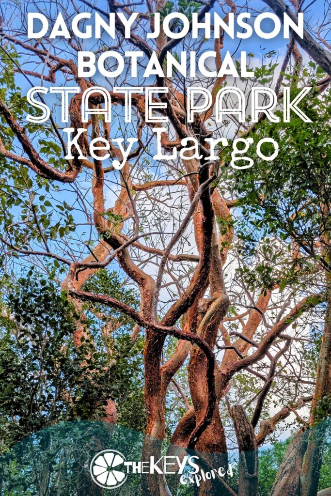 Easily overlooked, Dagny Johnson Key Largo Hammock Botanical State Park is a wonderful activity when you come to the Florida Keys. Visit Dagny Johnson State Park for hiking trails, wildlife watching and exploring the rare hardwood forest of Key Largo. Read all about it and save this idea for a windy day when you can't get on the water.
