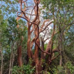 Gumbo Limbo Trees at Dagny Johnson Key Largo Botanical State Park Key Largo Florida Keys 2