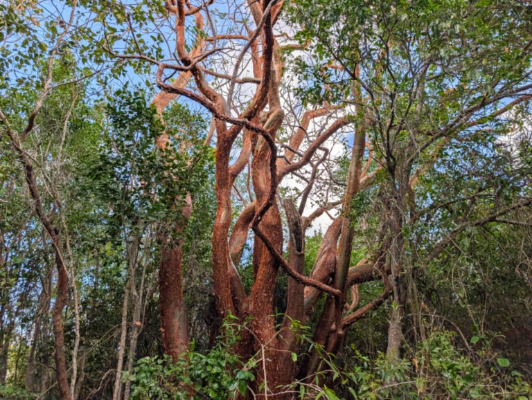 Gumbo Limbo Trees at Dagny Johnson Key Largo Botanical State Park Key Largo Florida Keys 2