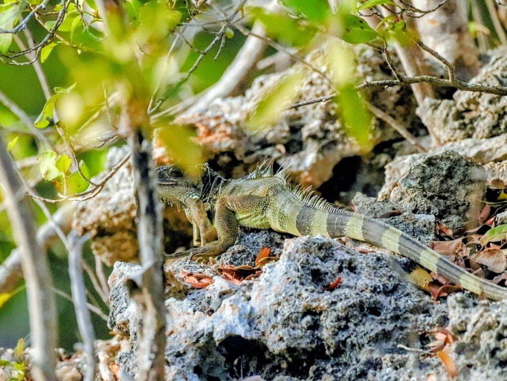 Iguana at Dagny Johnson Key Largo Botanical State Park Key Largo Florida Keys 1