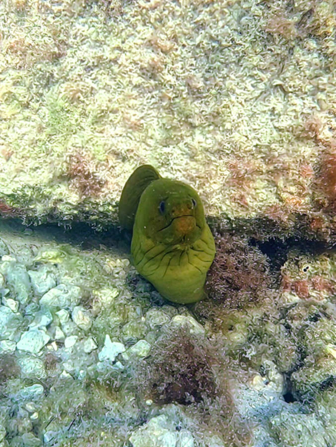 Moray Eel while snorkeling at Coral Bay Resort Islamorada Florida Keys 2