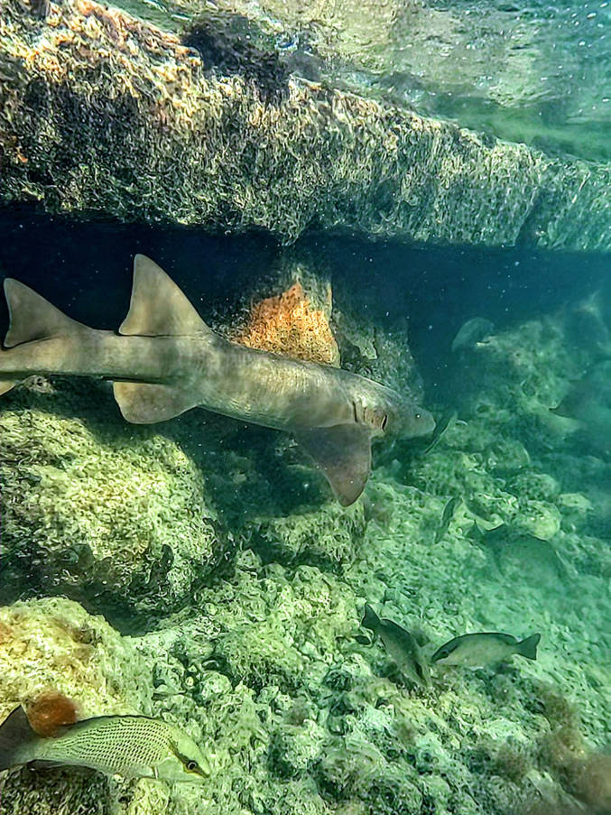 Nurse Shark while snorkeling at Coral Bay Resort Islamorada Florida Keys 1