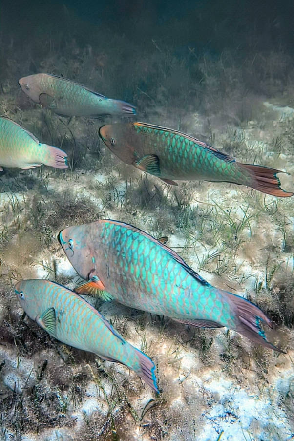 Parrotfish while snorkeling at Coral Bay Resort Islamorada Florida Keys 4