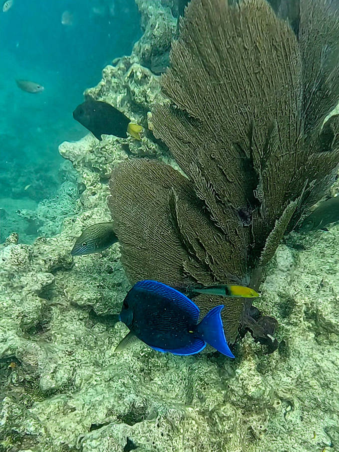 Blue Tang and Sea Fans while snorkeling at Dry Rocks with Fury Watersports Catamaran Key West Florida Keys 1