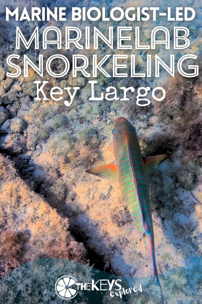 One of the most unique and interesting tours in the Florida Keys, snorkeling with a marine biologist at MarineLab in Key Largo needs to get onto your vacation itinerary. It's a great combination of exploring underwater and learning about everything you're actually seeing. Fantastic with kids or adults!