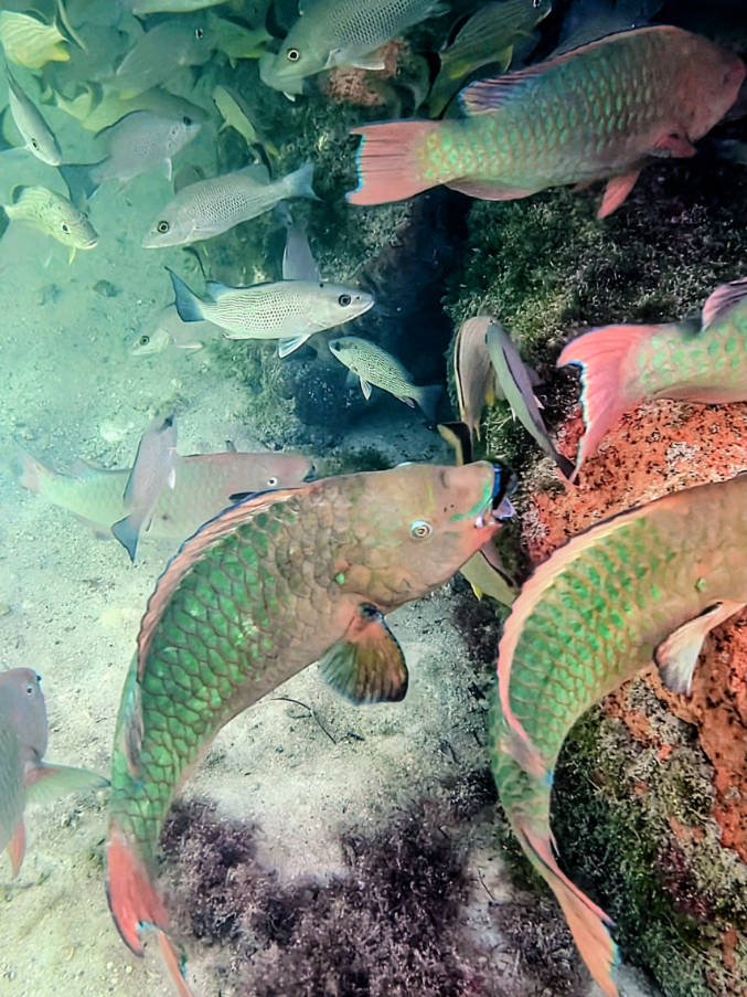 Parrotfish while snorkeling at Jules Marine Lab Lagoon Key Largo Florida Keys 2