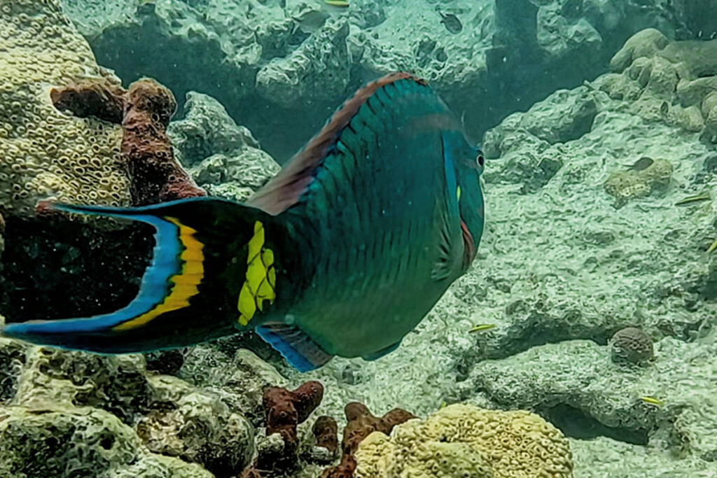 Parrottfish while snorkeling at Dry Rocks with Fury Watersports Catamaran Key West Florida Keys 2
