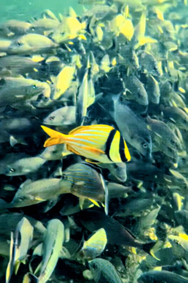 Porkfish in Snorkeling Lagoon at Jules Marine Lab Key Largo Florida Keys 1