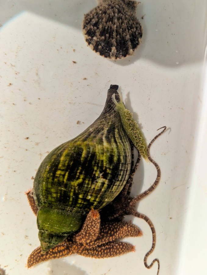 Wildlife Specimens at Jules Marine Lab Key Largo Florida Keys 2