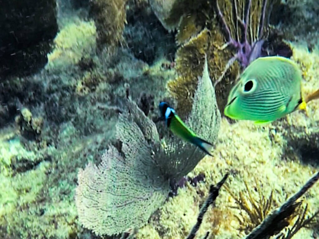 Butterfly Fish on Reef with Fury Double Dip Snorkel Tour Key West Florida Keys 1